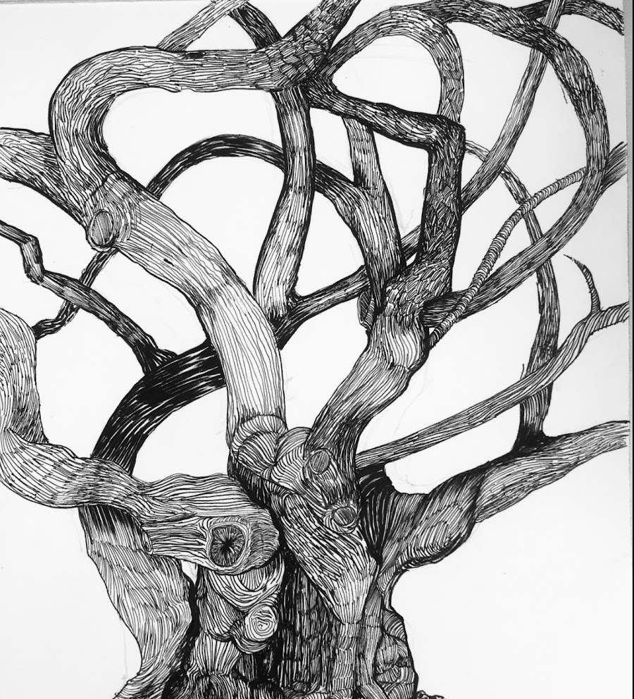 Annie Kelly drawing of intertwined tree limbs