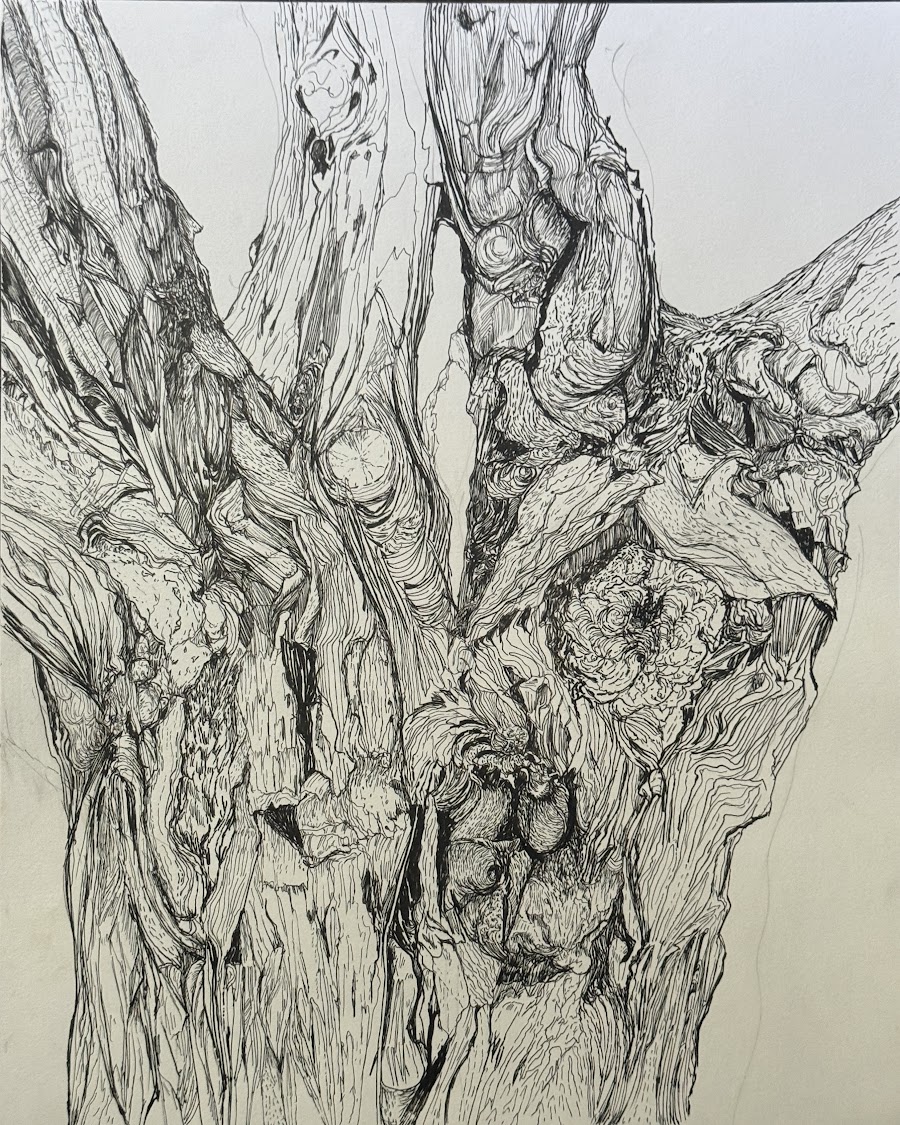 Detailed drawing of an intricate fork in a tree trunk