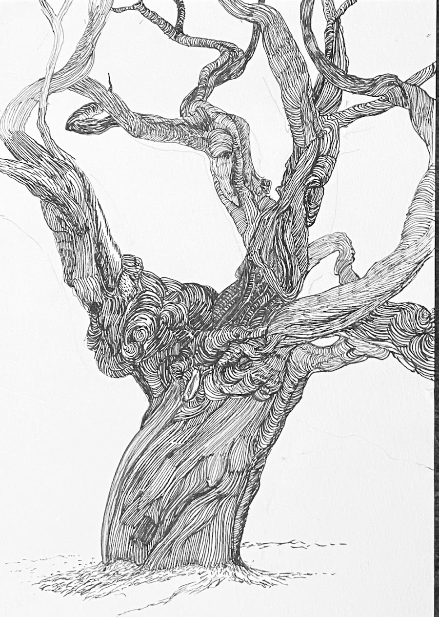 Tree with sweeping branches and a twisting trunk