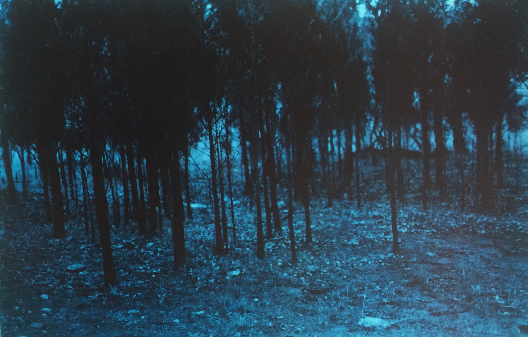Blue photographic study 1