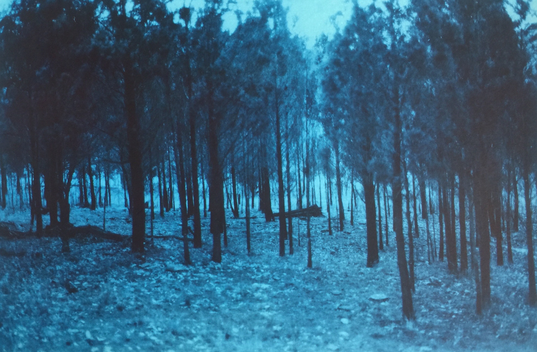 Blue photographic study 2