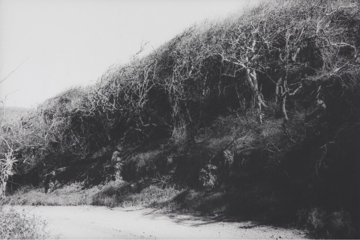 Trees and tangled branches along a sloping bank in black and white
