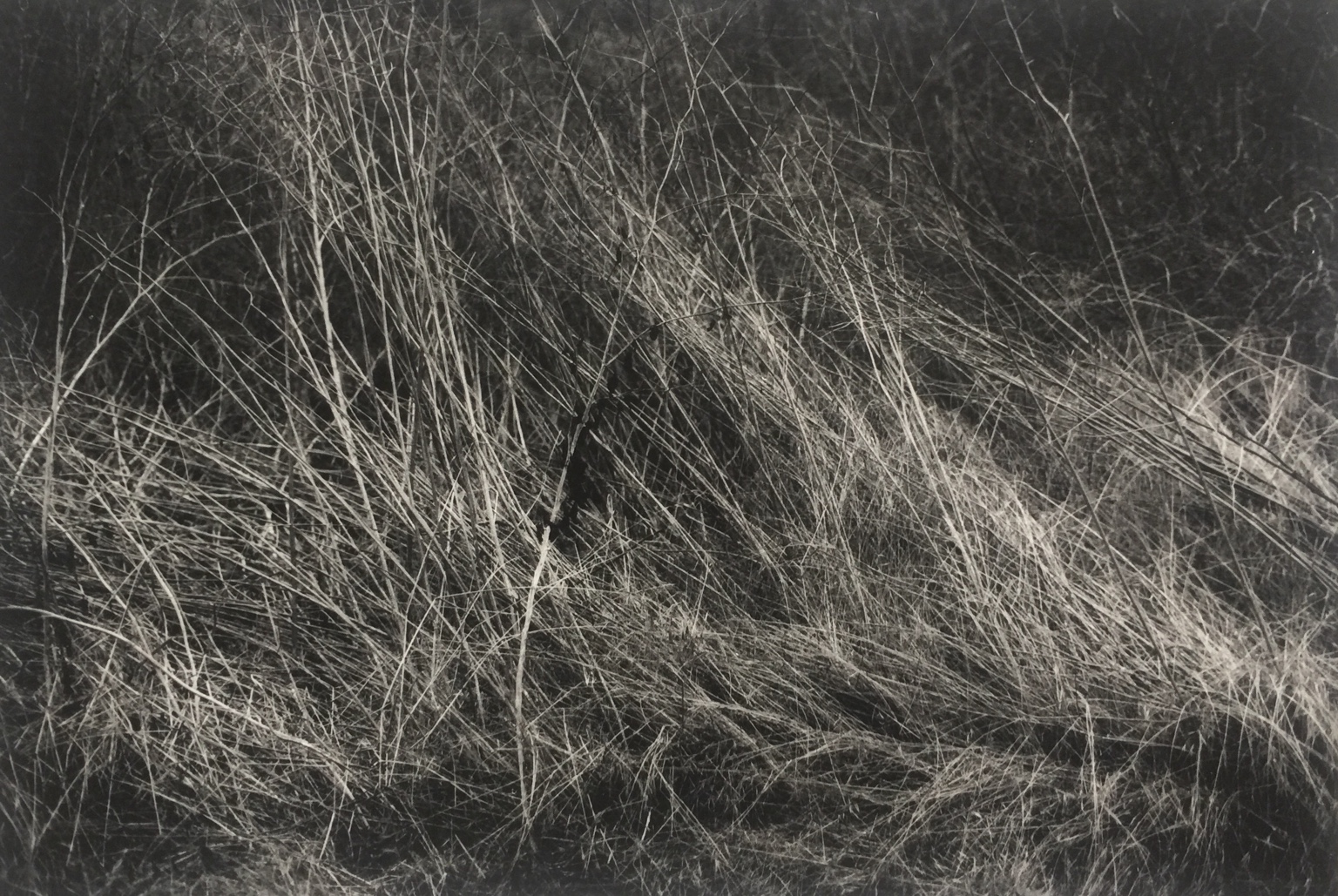 Fine grasses and stems crossing in a dark black-and-white photograph