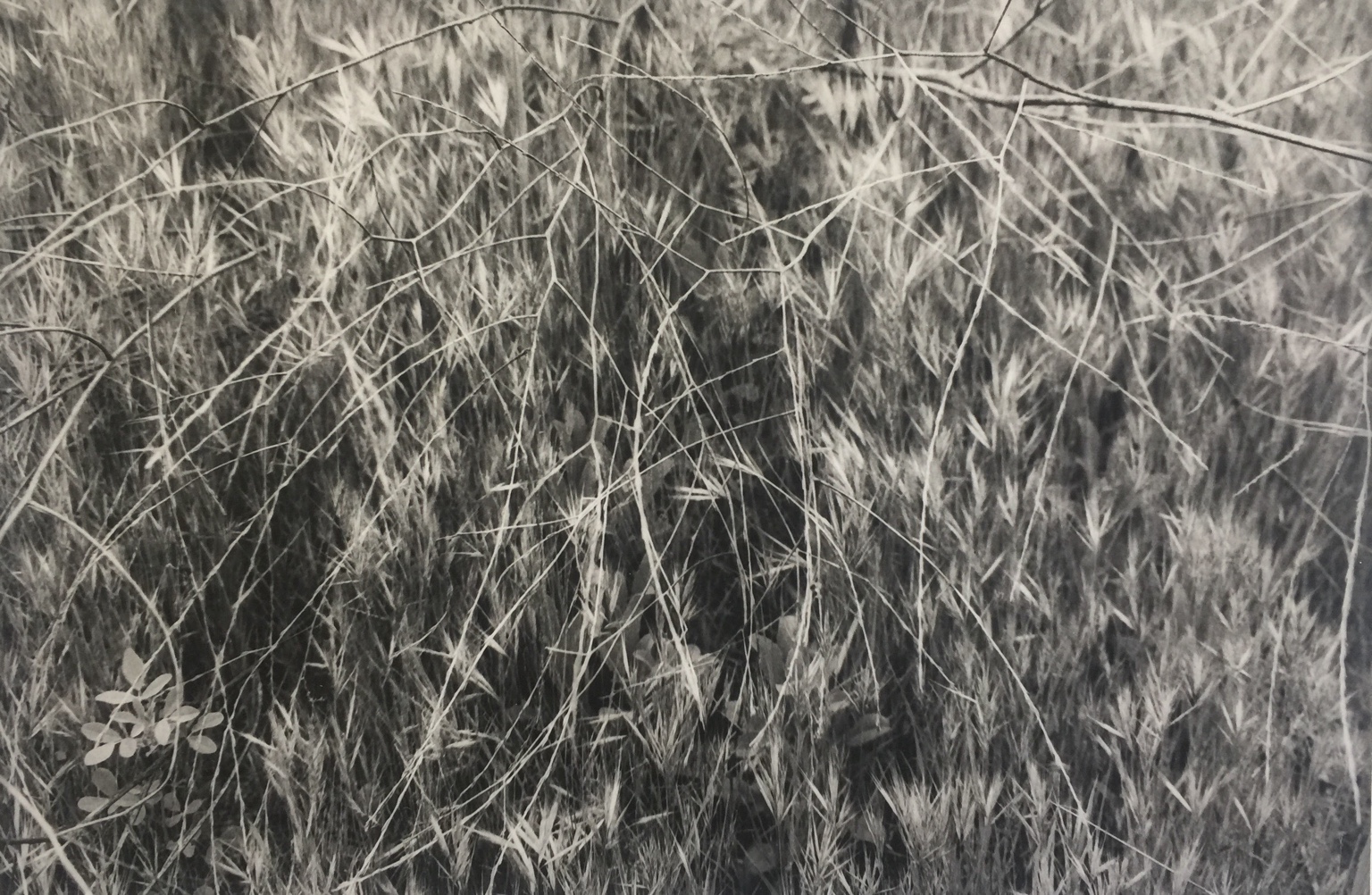 Tangled grasses and thin branches in black and white