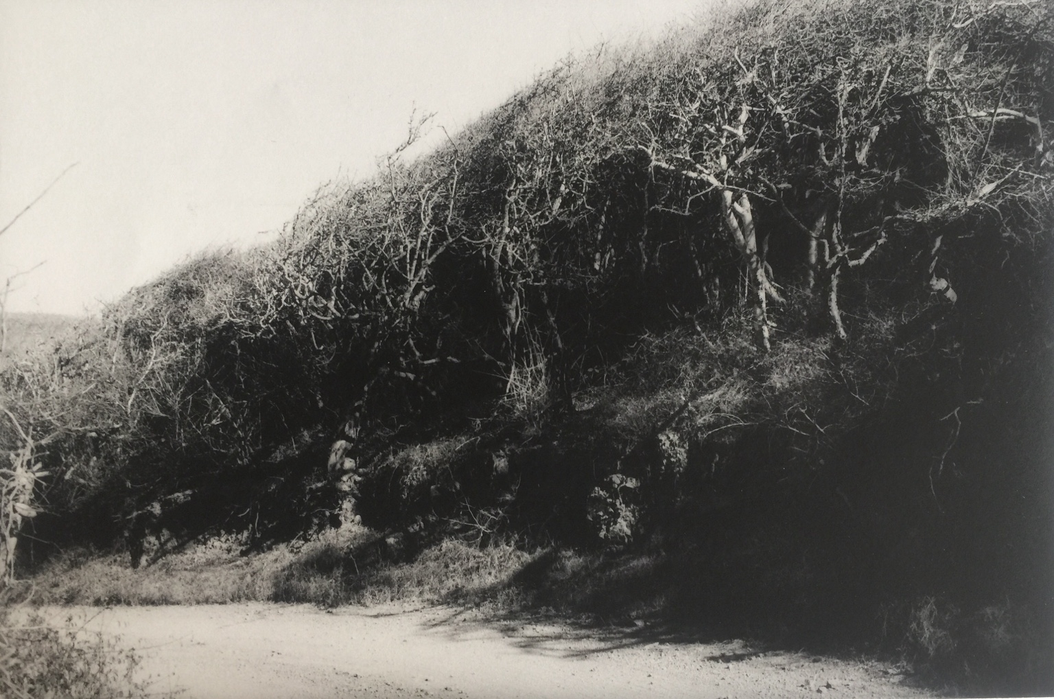 Trees along a sloping bank in a second black-and-white view