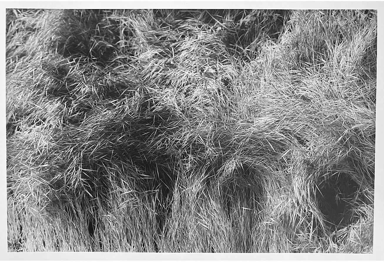 Close study of grasses and reeds in black and white