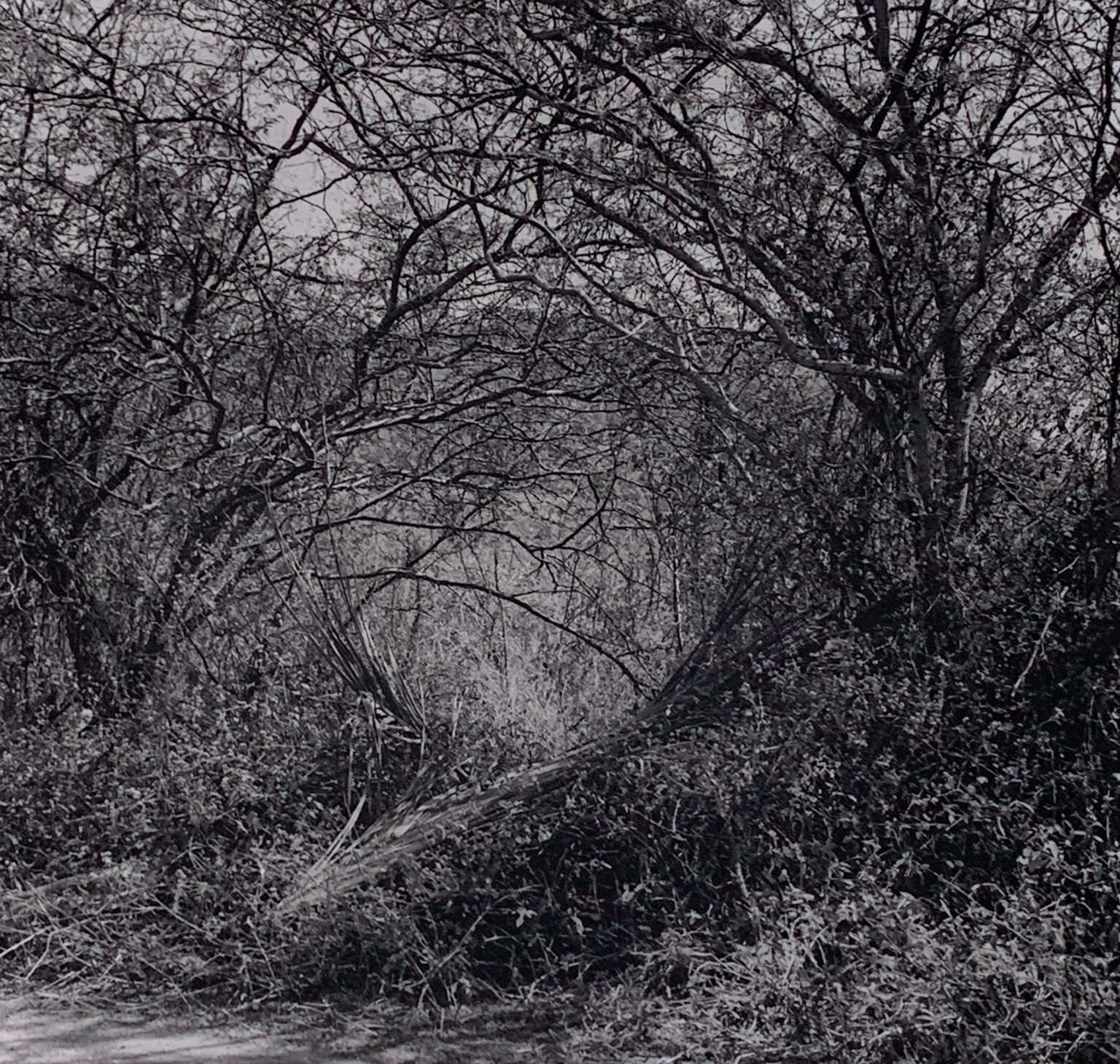 Bare branches forming a dense network against the sky