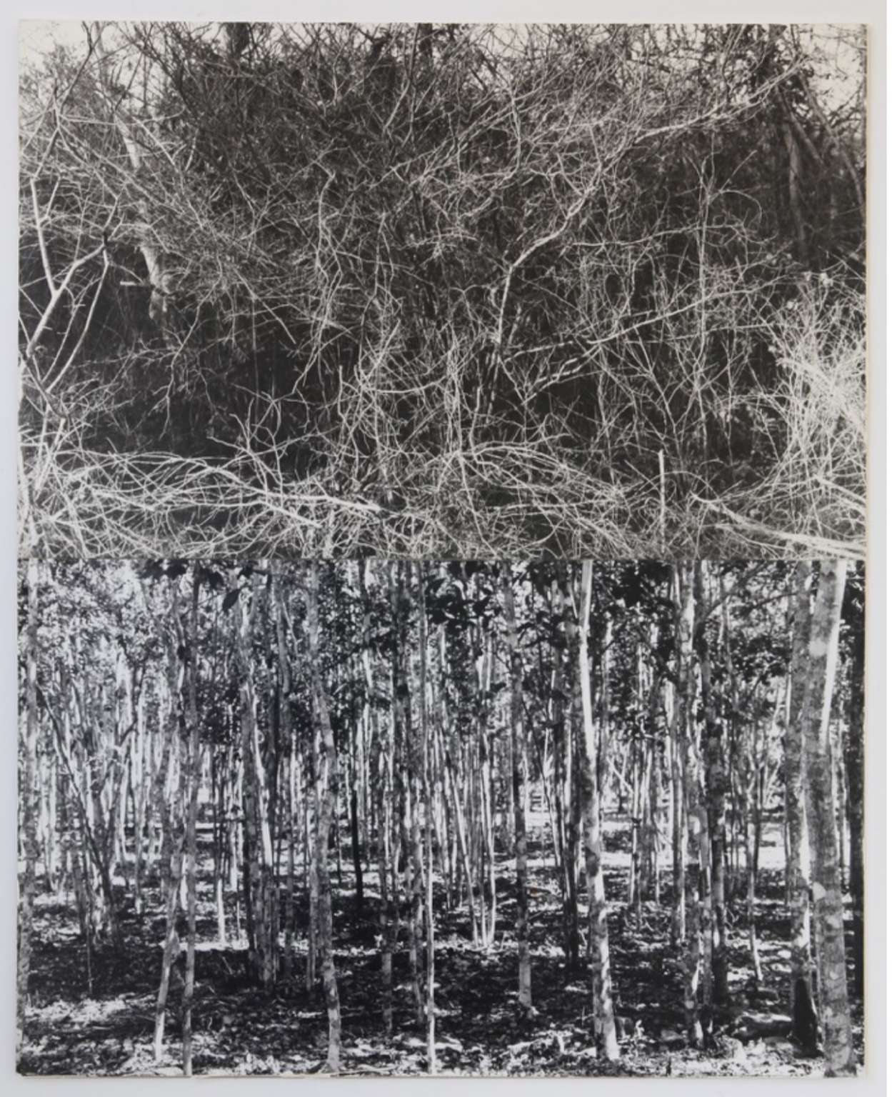 Two stacked black-and-white views of tangled branches and a stand of trees