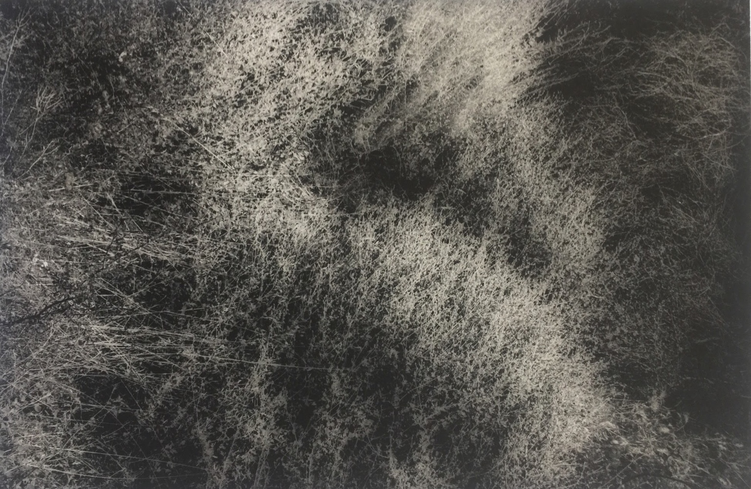 Grasses and undergrowth crossed by bands of light and shadow